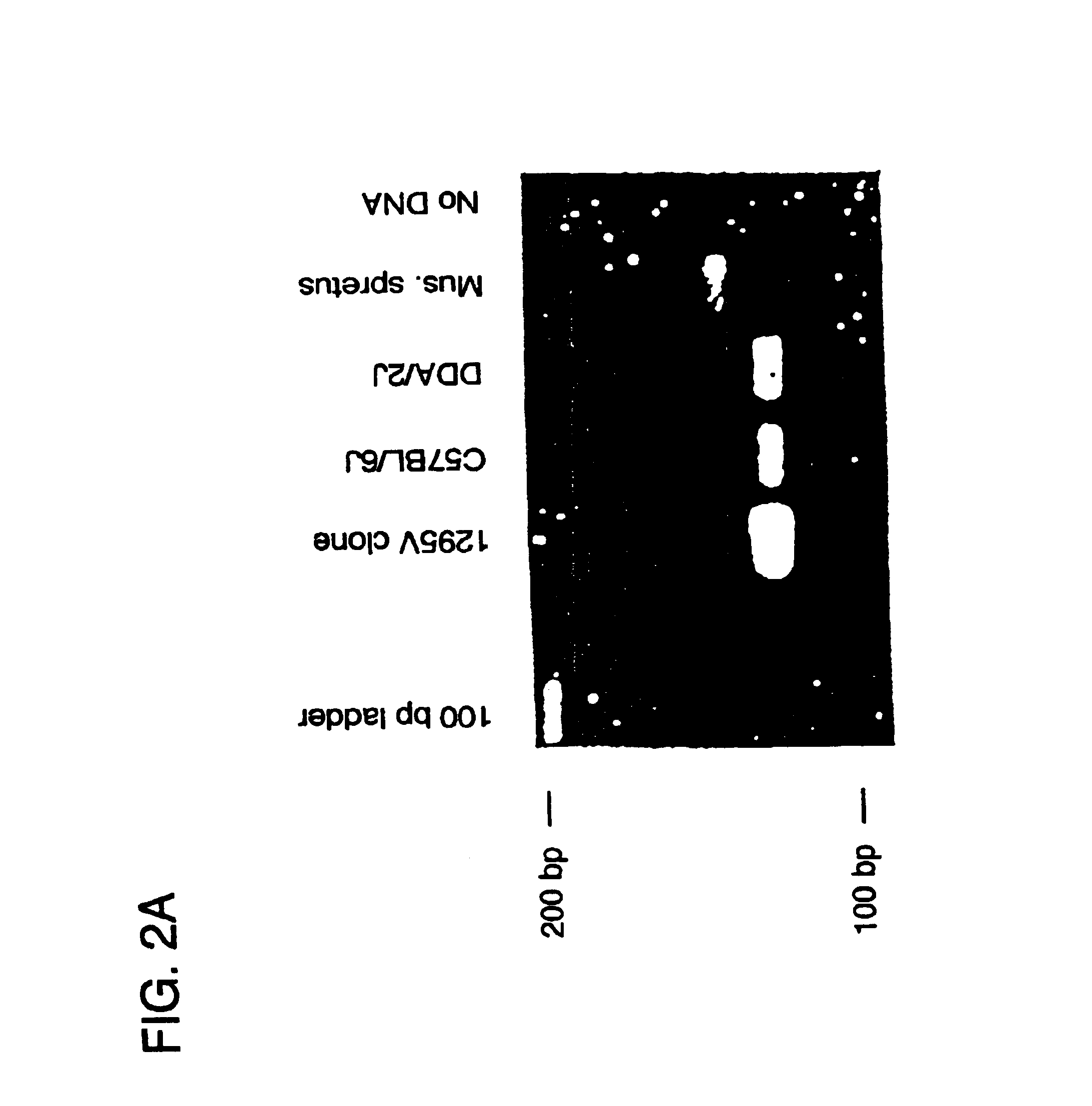 Eotaxin: an eosinophil chemoattractant