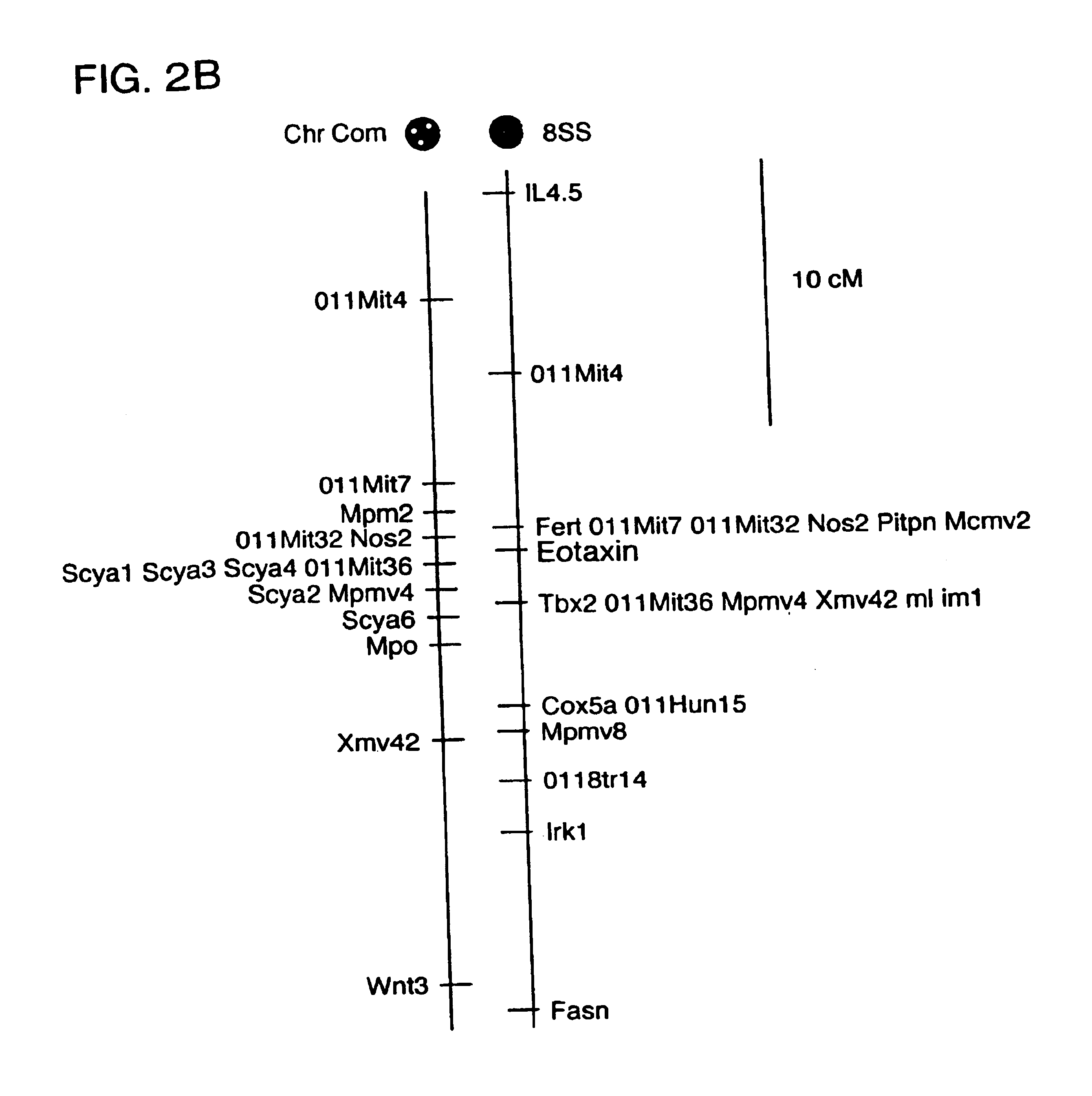 Eotaxin: an eosinophil chemoattractant