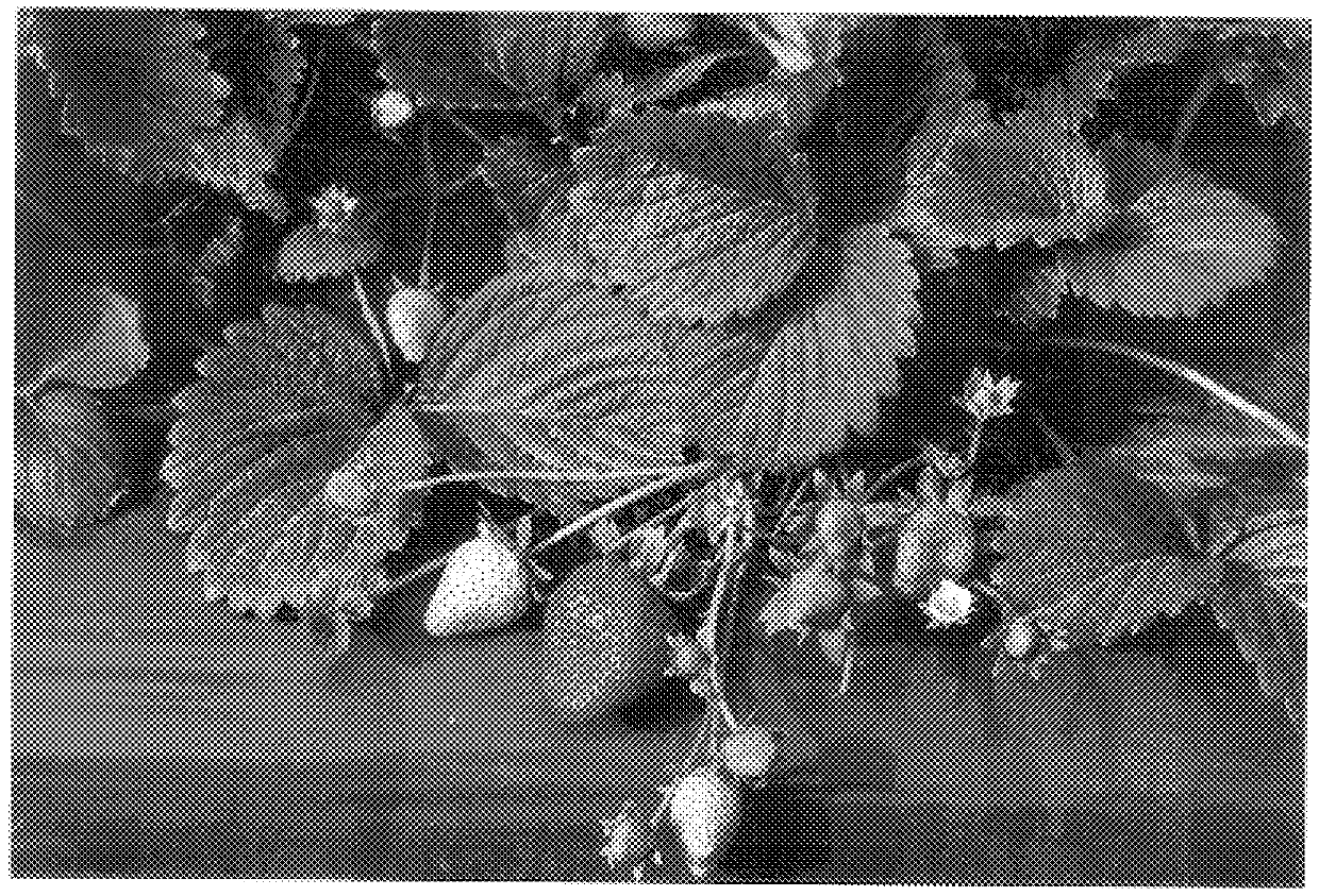 Strawberry plant named `Ventura`