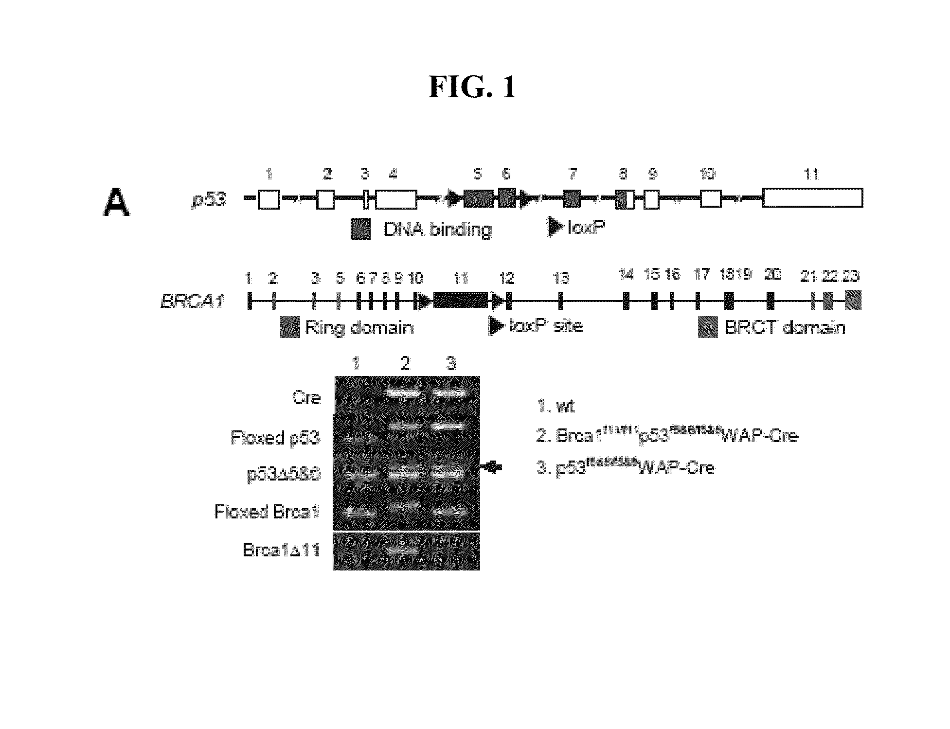 Methods and compositions for cancer prevention and treatment