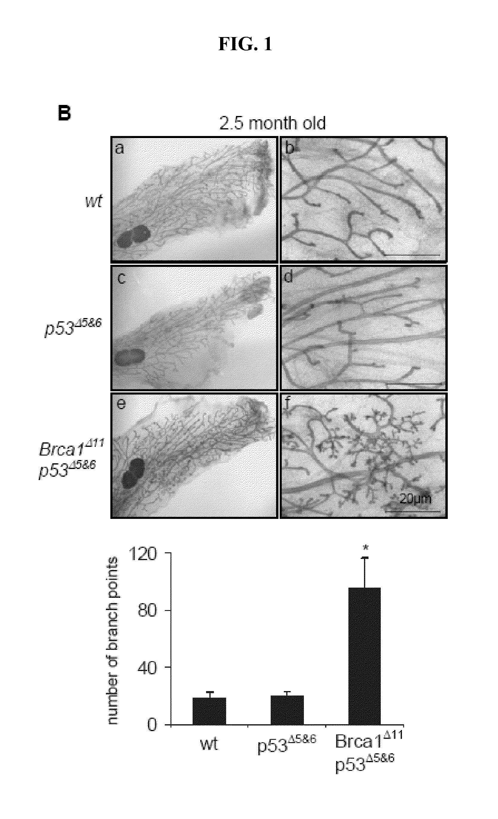 Methods and compositions for cancer prevention and treatment