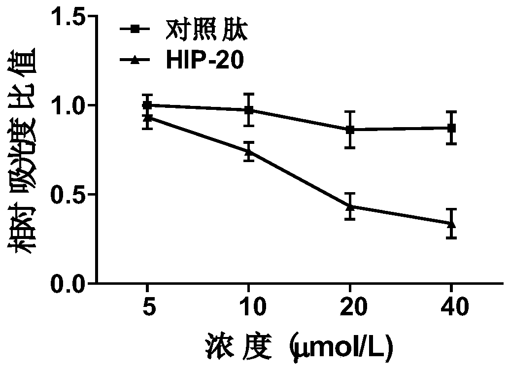 A kind of polypeptide hip-20 that can antagonize the RNA binding activity of hnrnpu protein and its application