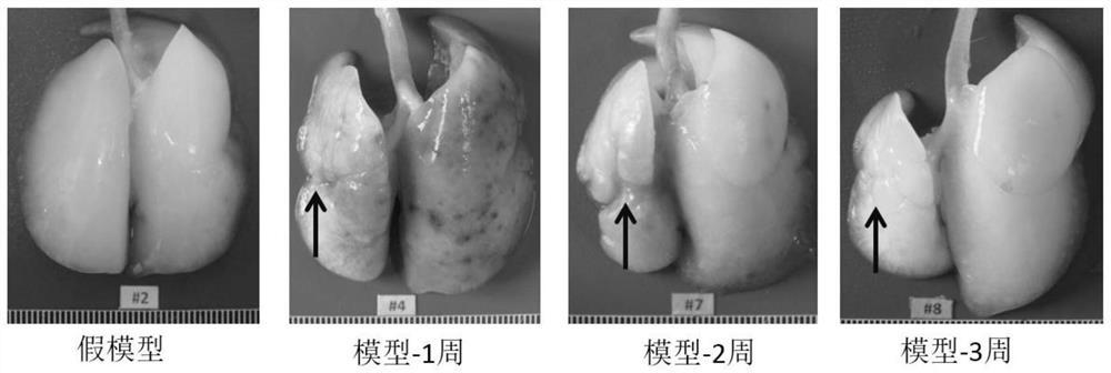 Method for constructing model of interstitial pneumonia with autoimmune characteristics