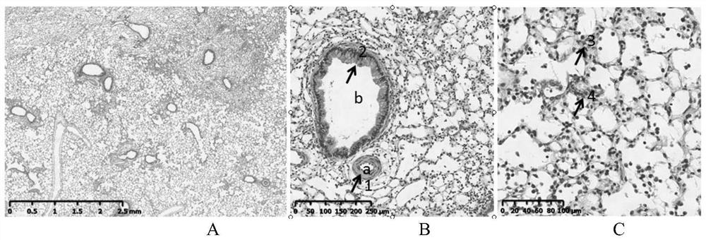 Method for constructing model of interstitial pneumonia with autoimmune characteristics