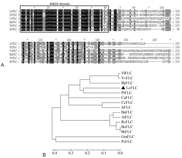 Gene LcFLC for retarding flowering time of plants and application thereof