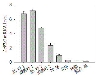 Gene LcFLC for retarding flowering time of plants and application thereof