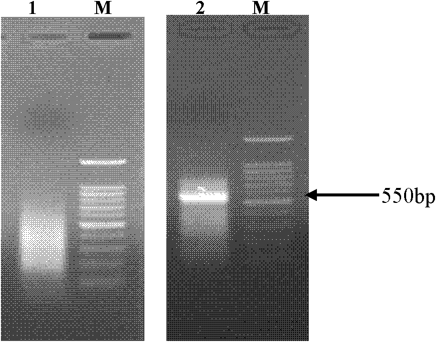 CBF transcription factor capable of regulating plant stress resistance, and coded gene and application thereof