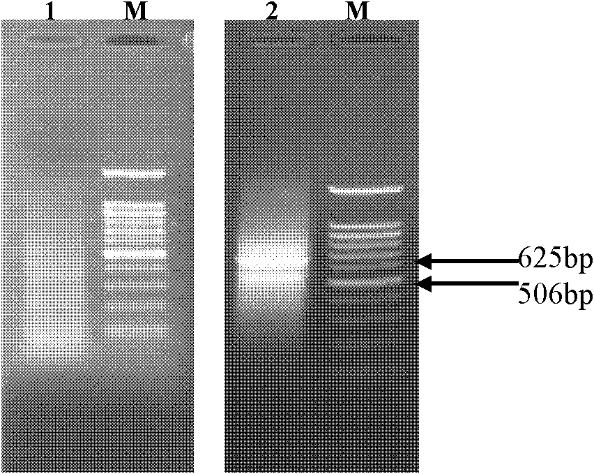 CBF transcription factor capable of regulating plant stress resistance, and coded gene and application thereof