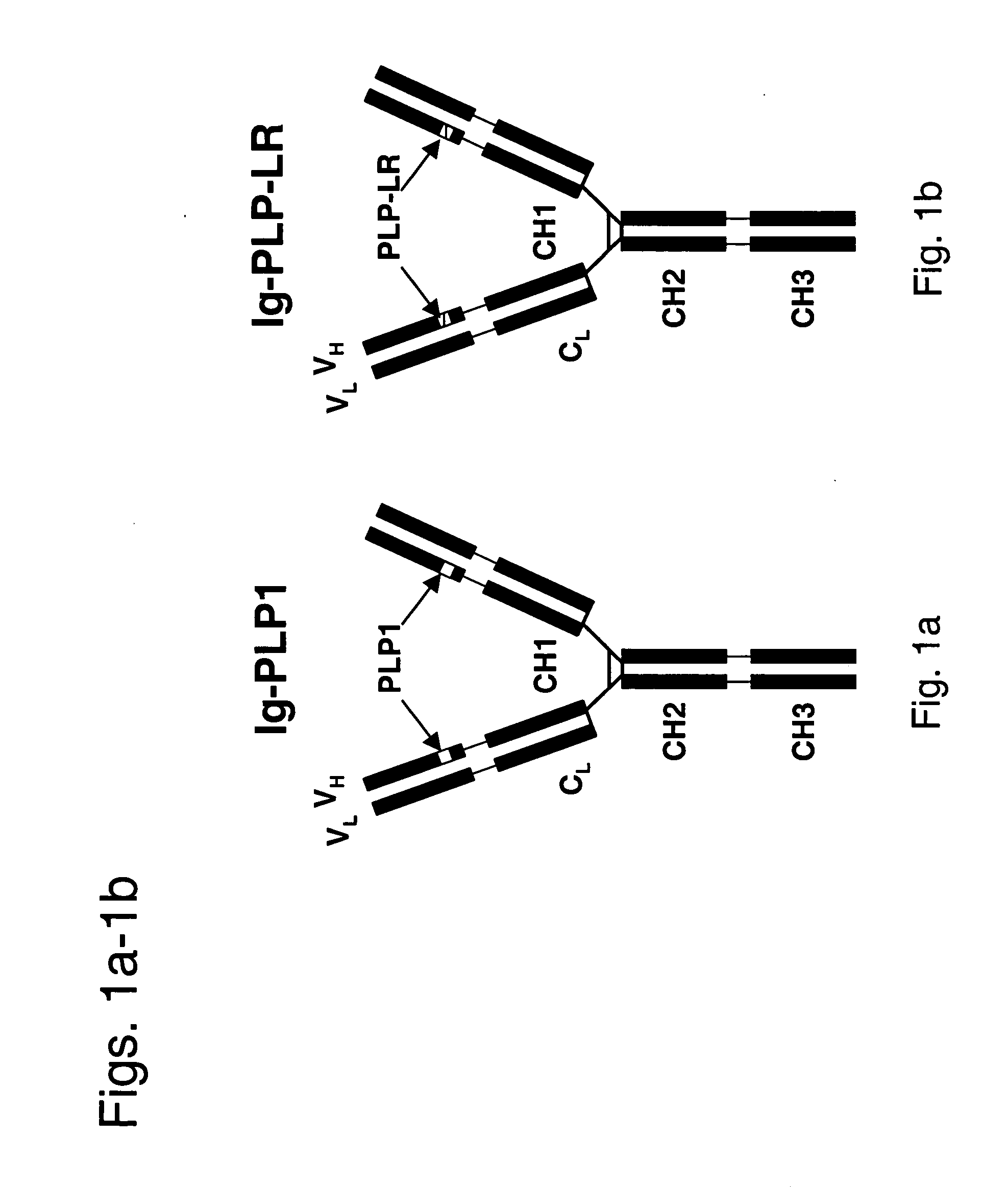 Compounds, compositions and methods for the endocytic presentation of immunosuppressive factors