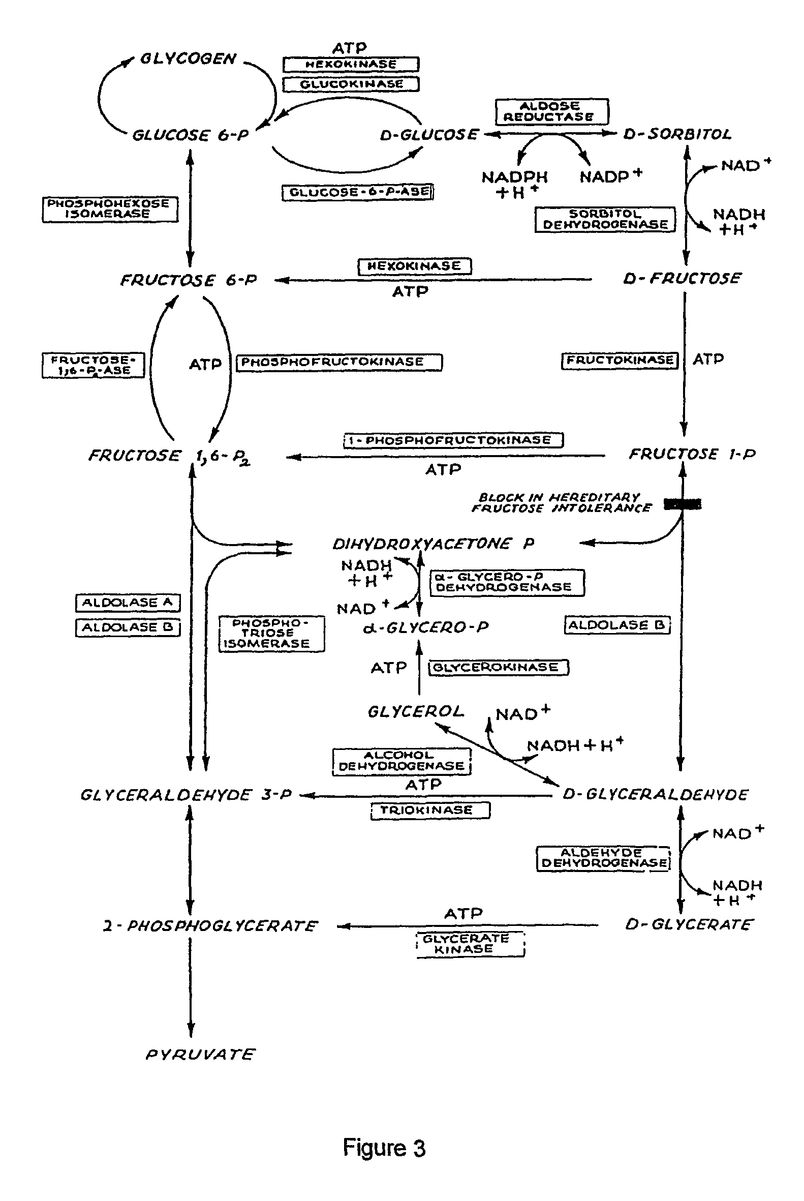 Enhancement of alcohol metabolism