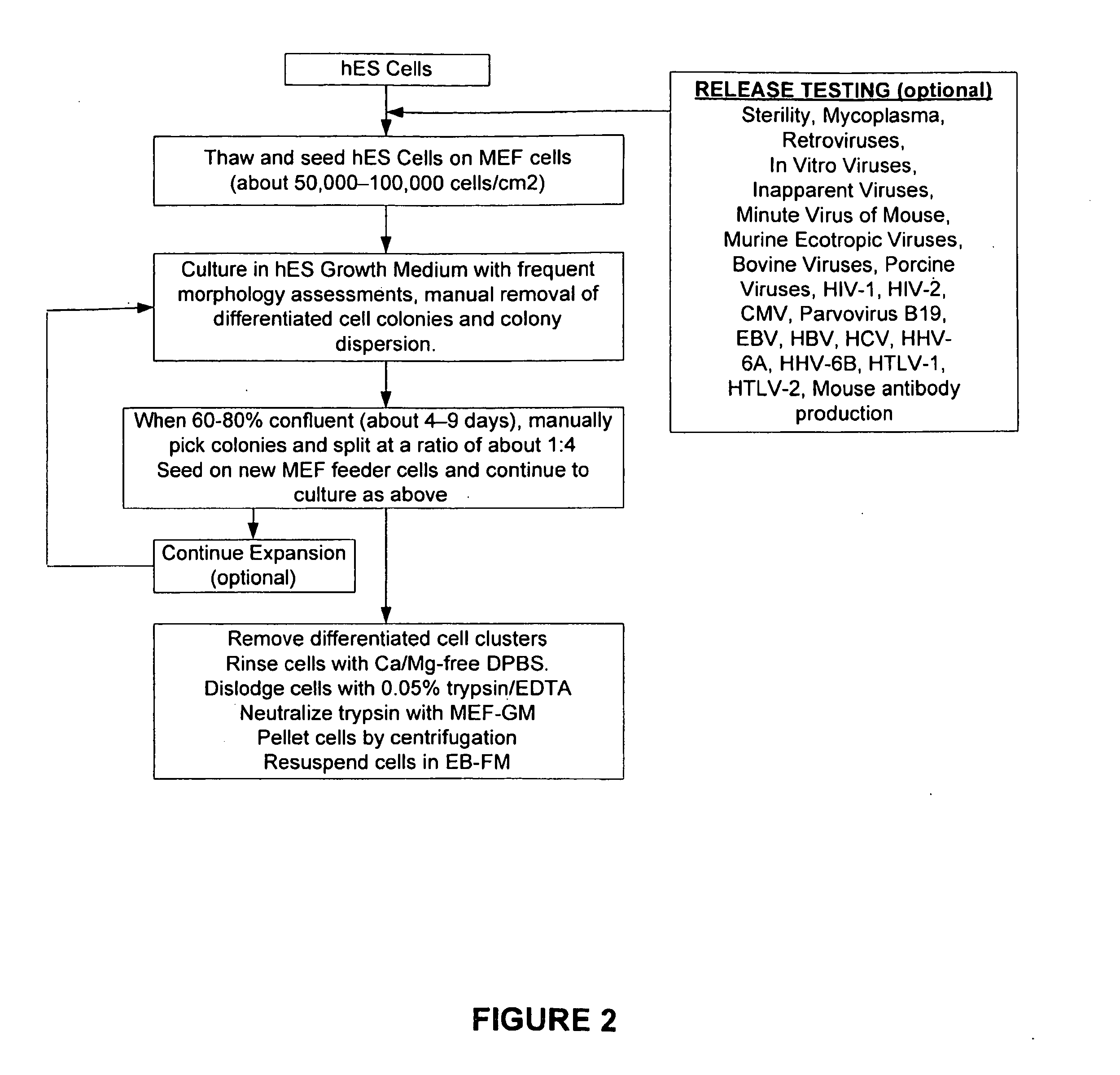 Methods of producing human rpe cells and pharmaceutical preparations of human rpe cells