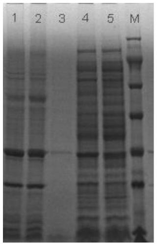 A kind of enzymatic preparation method of l-xylose