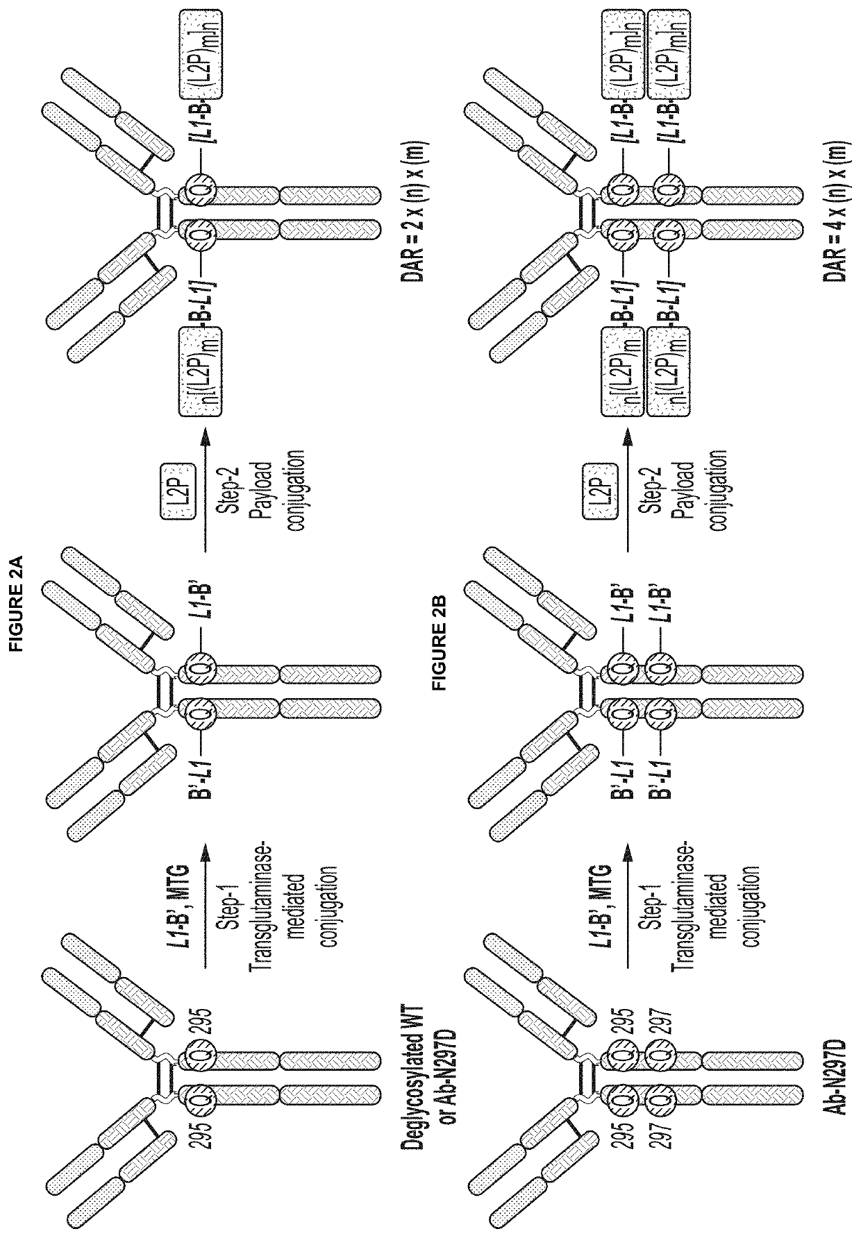 Protein-drug conjugates comprising camptothecin analogs and methods of use thereof