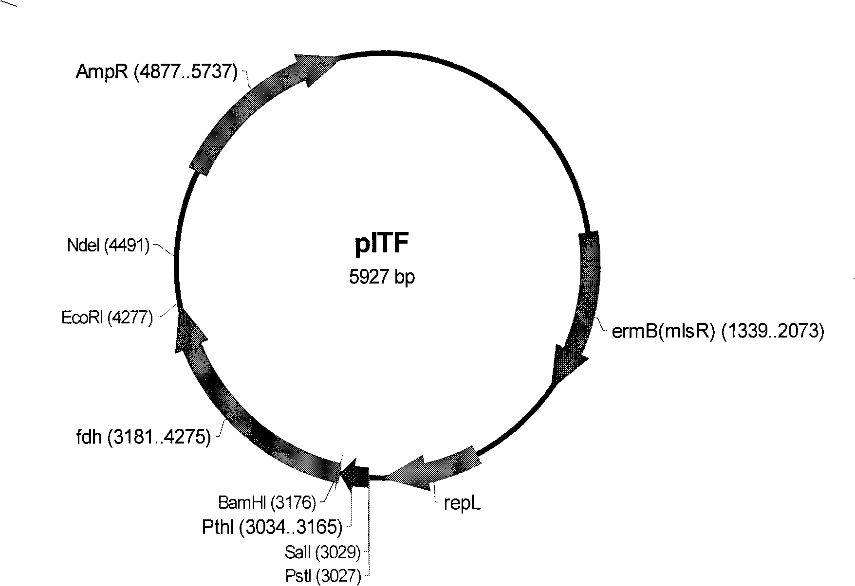 Recombinant clostridium and construction method and use thereof