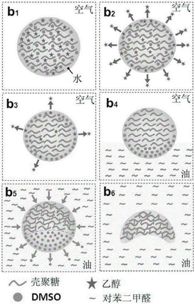 Chitosan microparticles with shapes and sizes identical to lurid cells and preparation method of chitosan microparticles