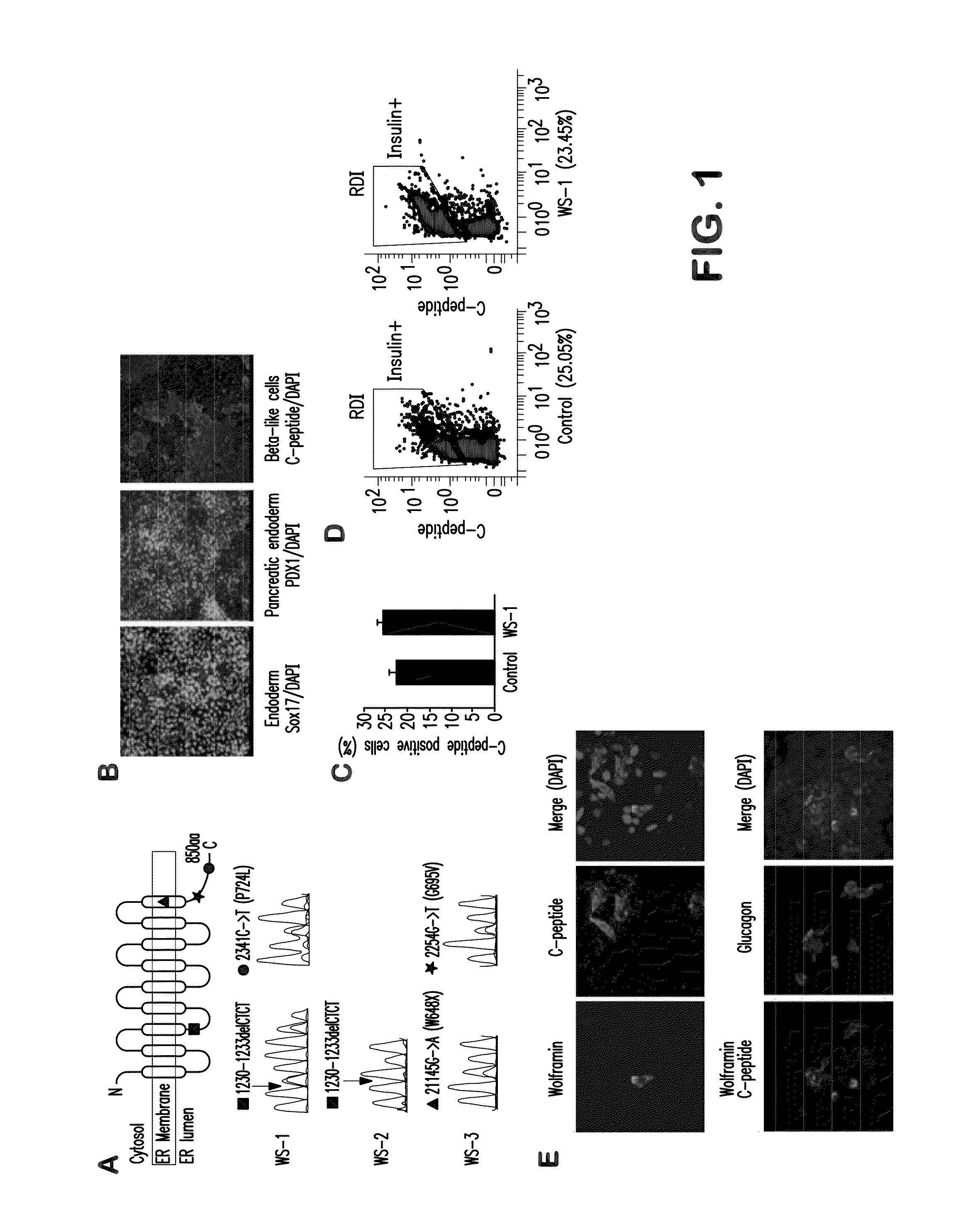 Er stress relievers in beta cell protection