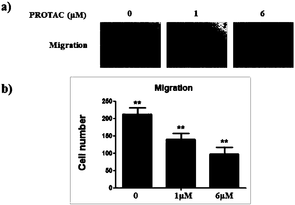 Compound for targeted ubiquitination degradation of ERRalpha protein and pharmaceutical composition and application thereof