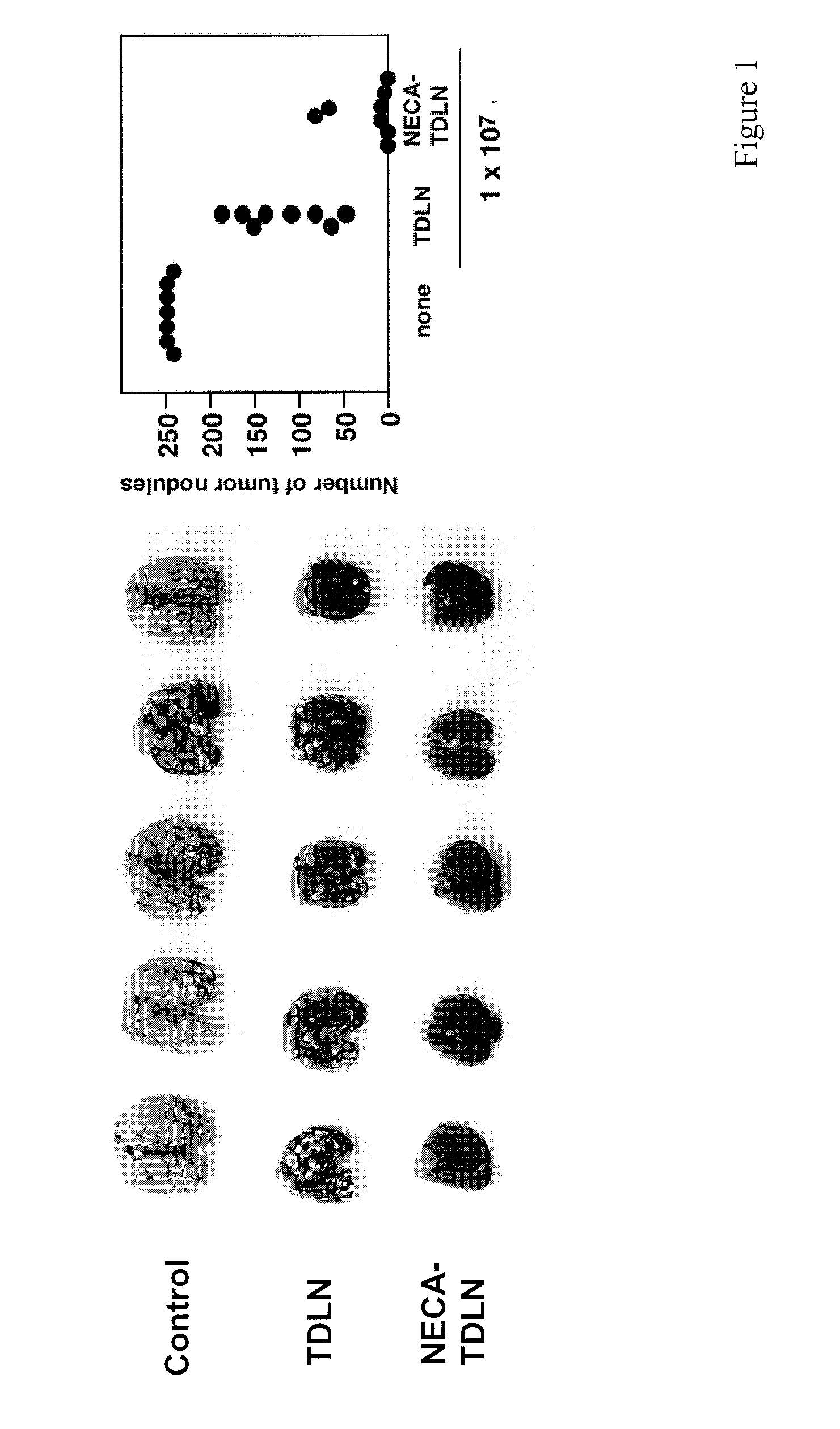 Method of preparing adenosine-resistant Anti-tumor t lymphocytes for adoptive immunotherapy