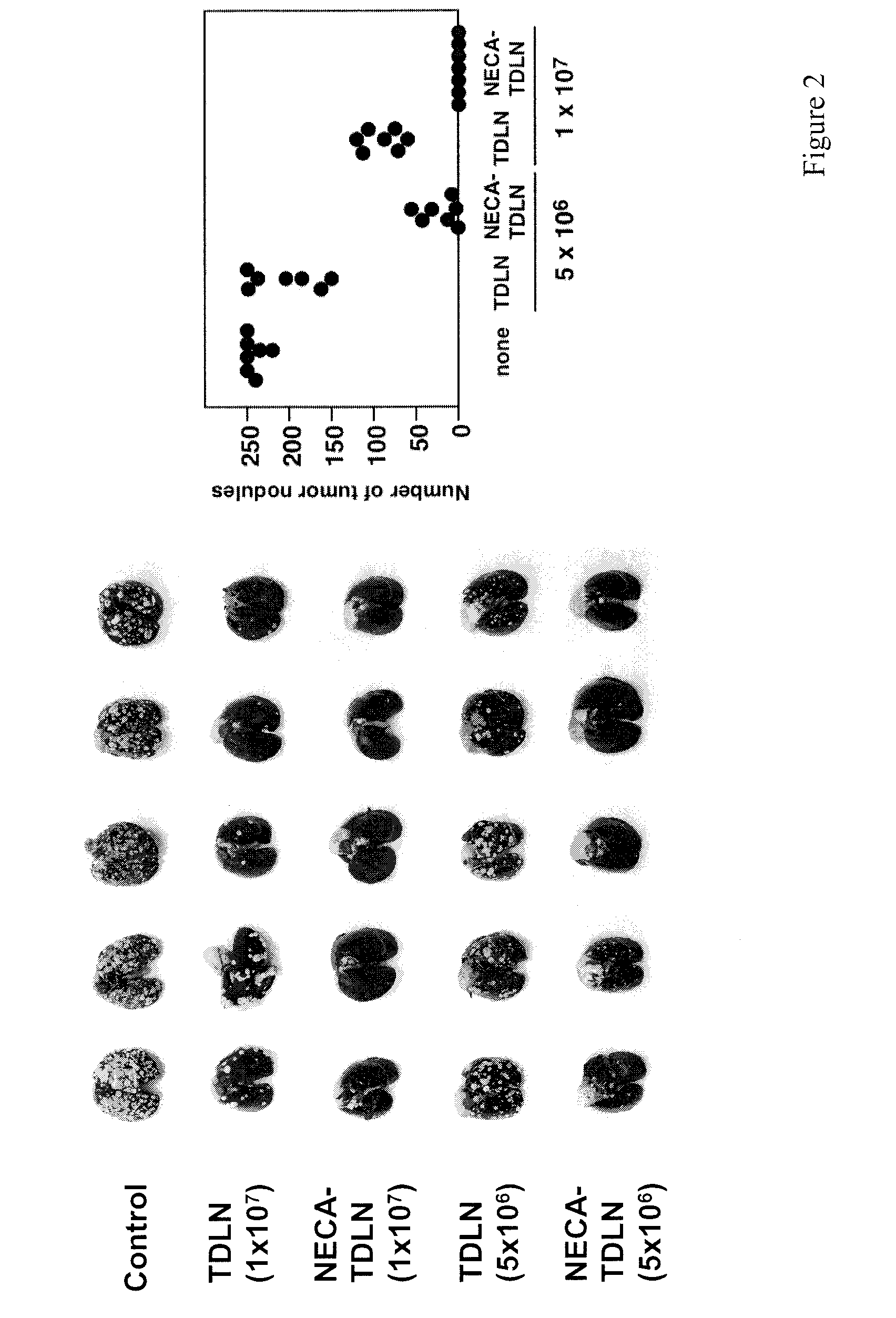 Method of preparing adenosine-resistant Anti-tumor t lymphocytes for adoptive immunotherapy