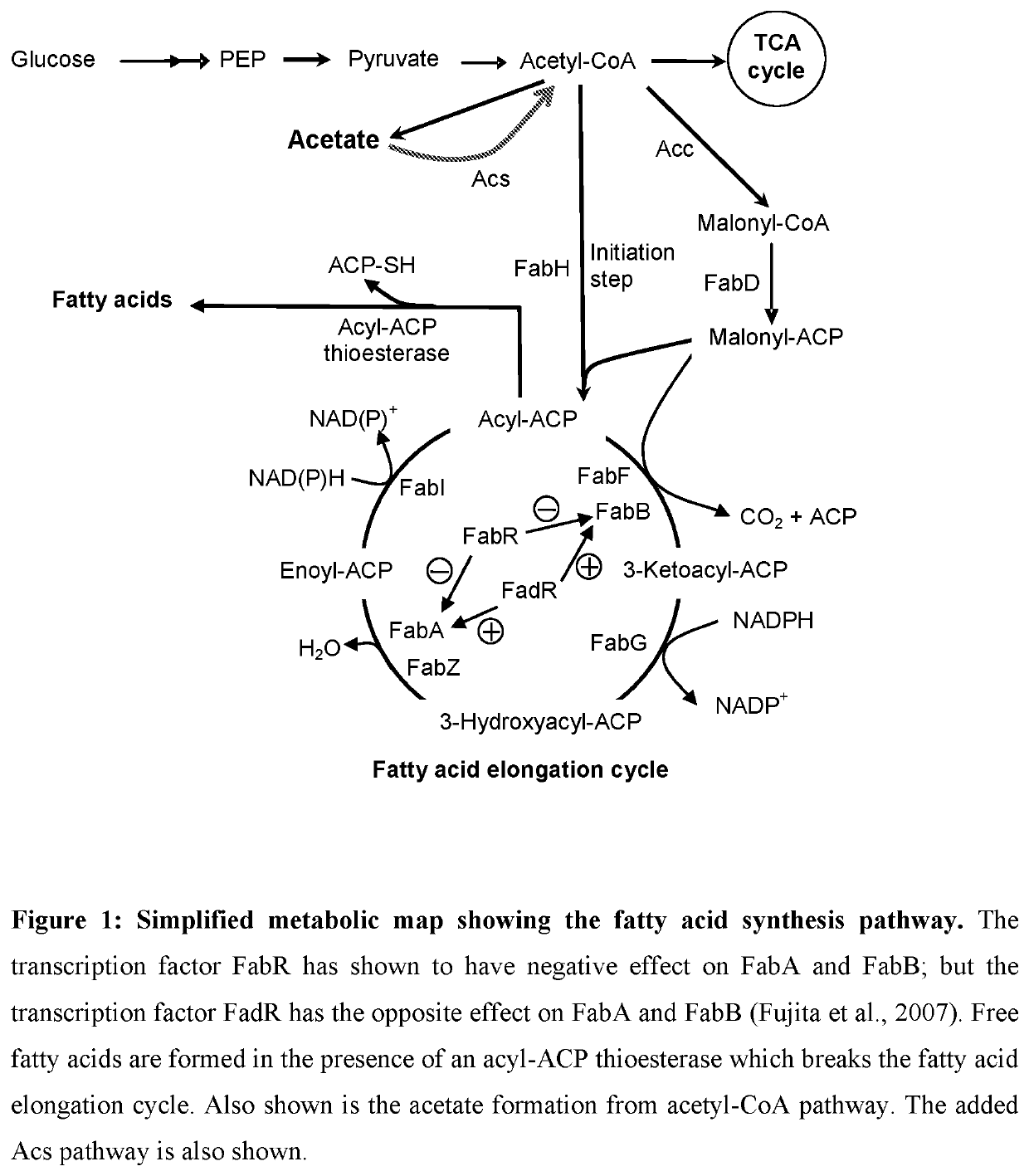 Acetyl-coa-derived biosynthesis