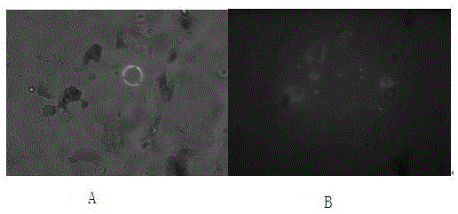 Graphene oxide-recombined streptococcal protein G non-covalent composite material as well as preparation method and application thereof