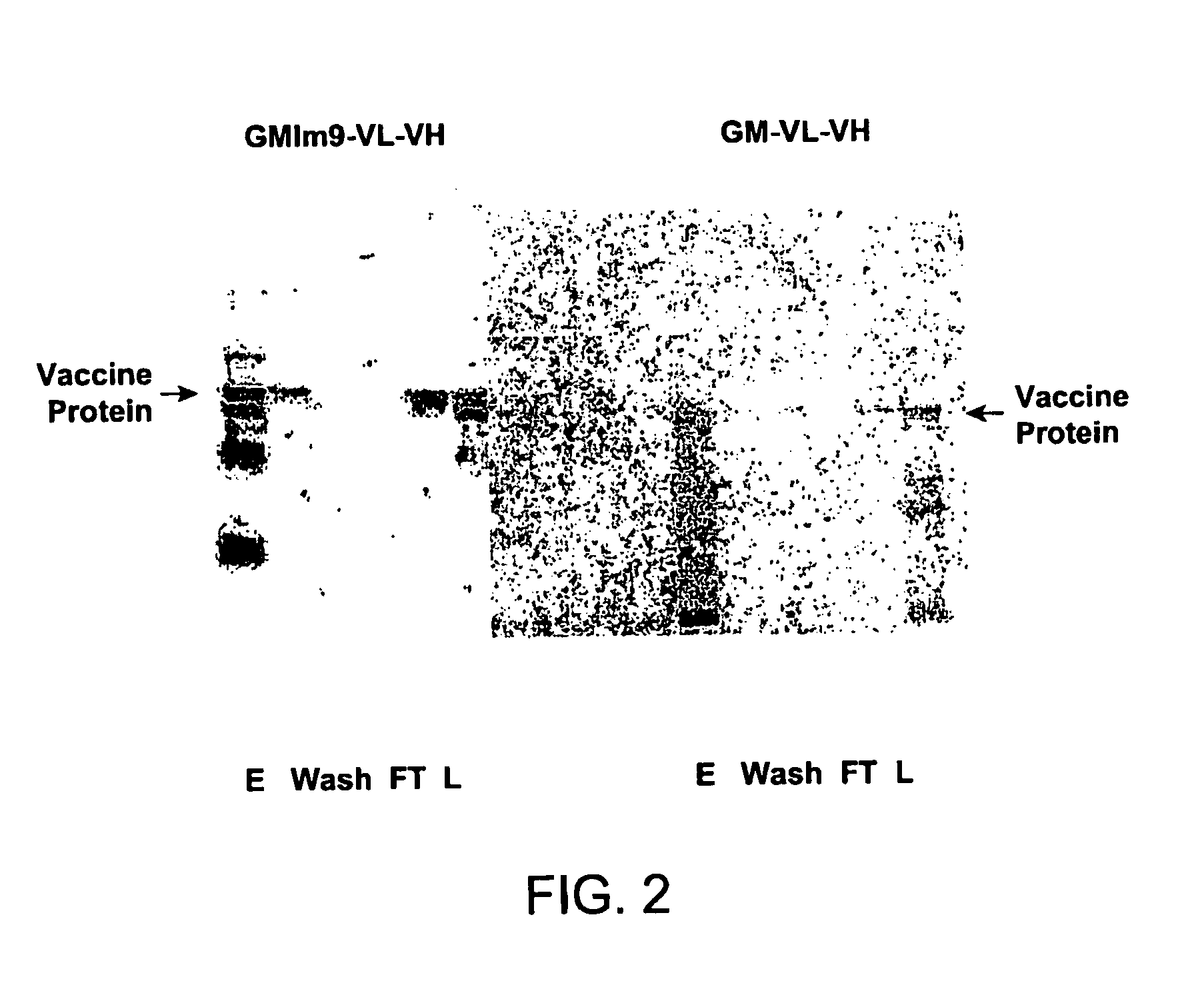 Fusion protein constructs