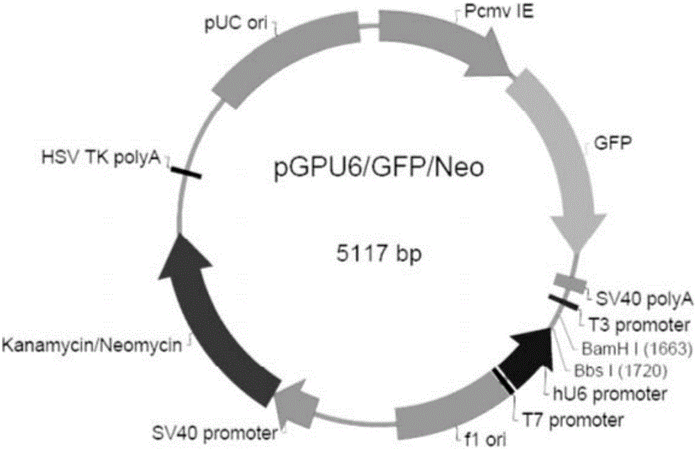 SiRNA for regulating expression of integrase and drug-resistant gene cassette and application thereof