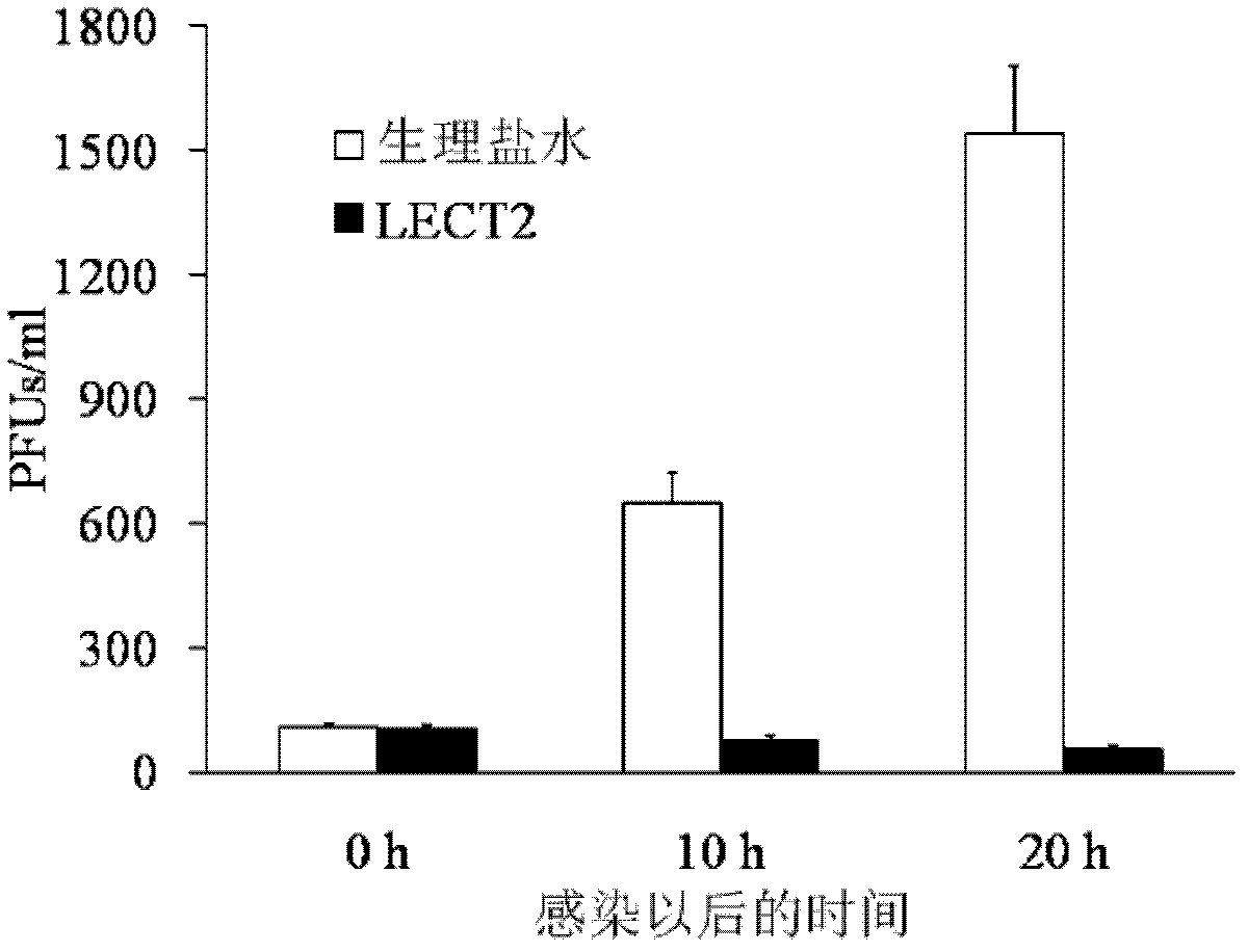 Application of LECT2 protein in preparation of antiviral drugs