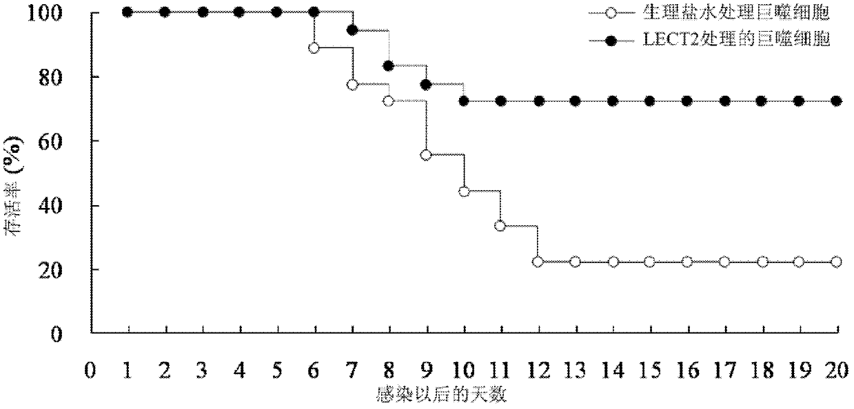 Application of LECT2 protein in preparation of antiviral drugs