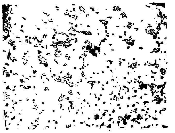 Sinorhizobium nitrogen-fixing strain H6 and application thereof