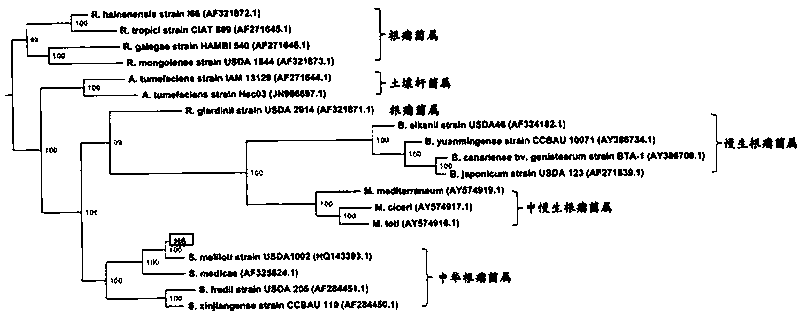 Sinorhizobium nitrogen-fixing strain H6 and application thereof