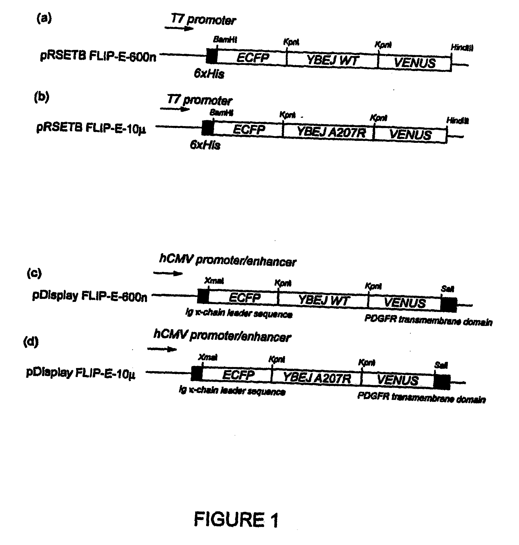 Development of sensitive fret sensors and methods of using the same