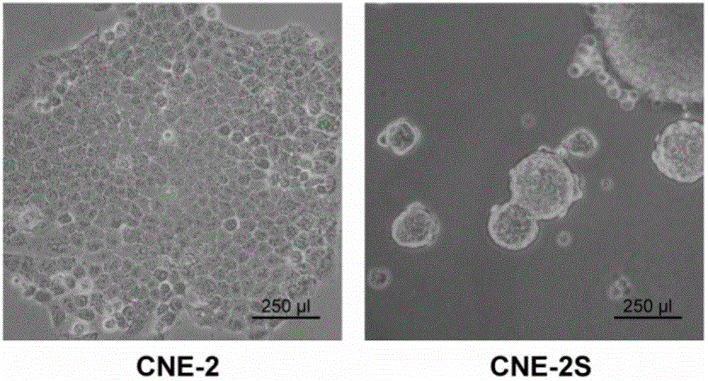 Method for establishing human nasopharyngeal carcinoma tumor stem cell line