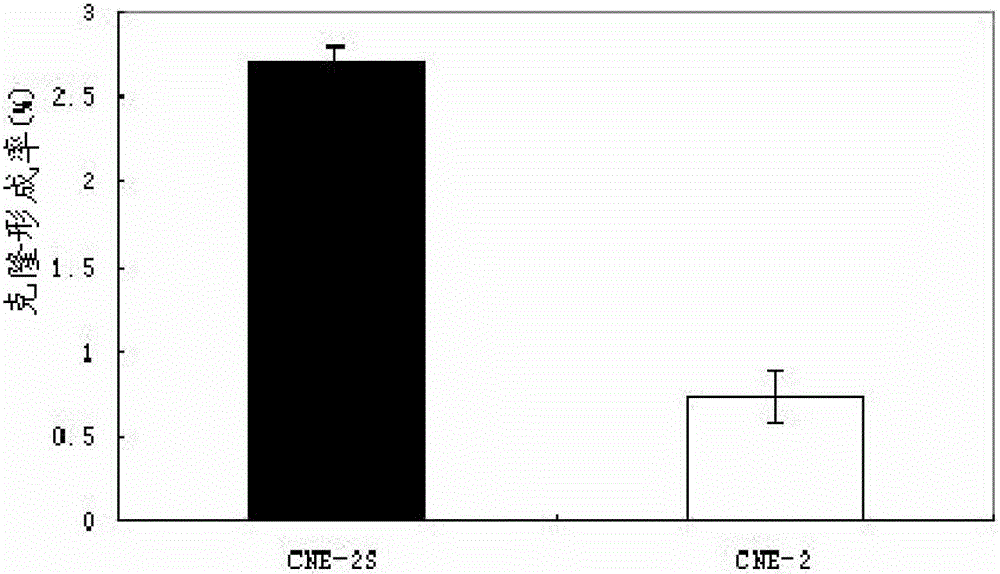 Method for establishing human nasopharyngeal carcinoma tumor stem cell line