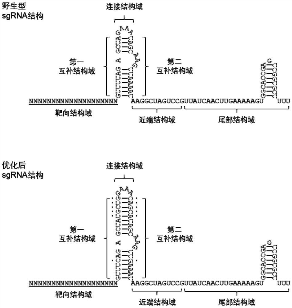 SgRNA for beta-hemoglobinopathy gene editing and application