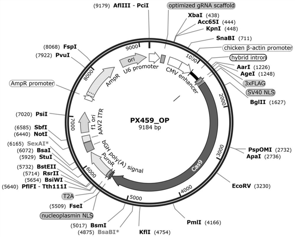 SgRNA for beta-hemoglobinopathy gene editing and application