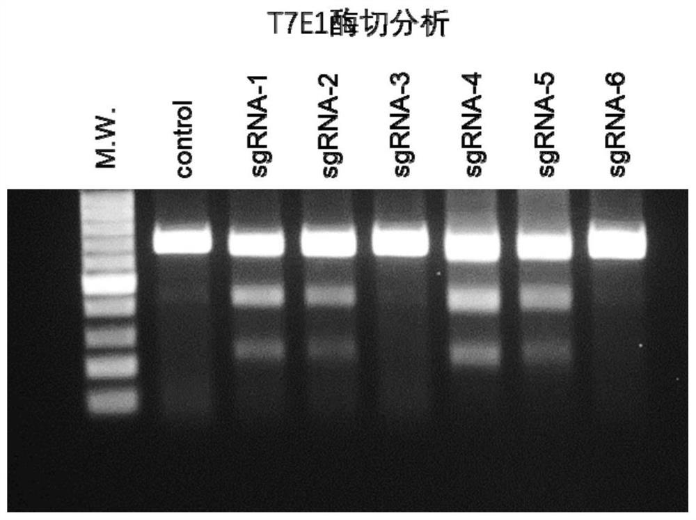 SgRNA for beta-hemoglobinopathy gene editing and application