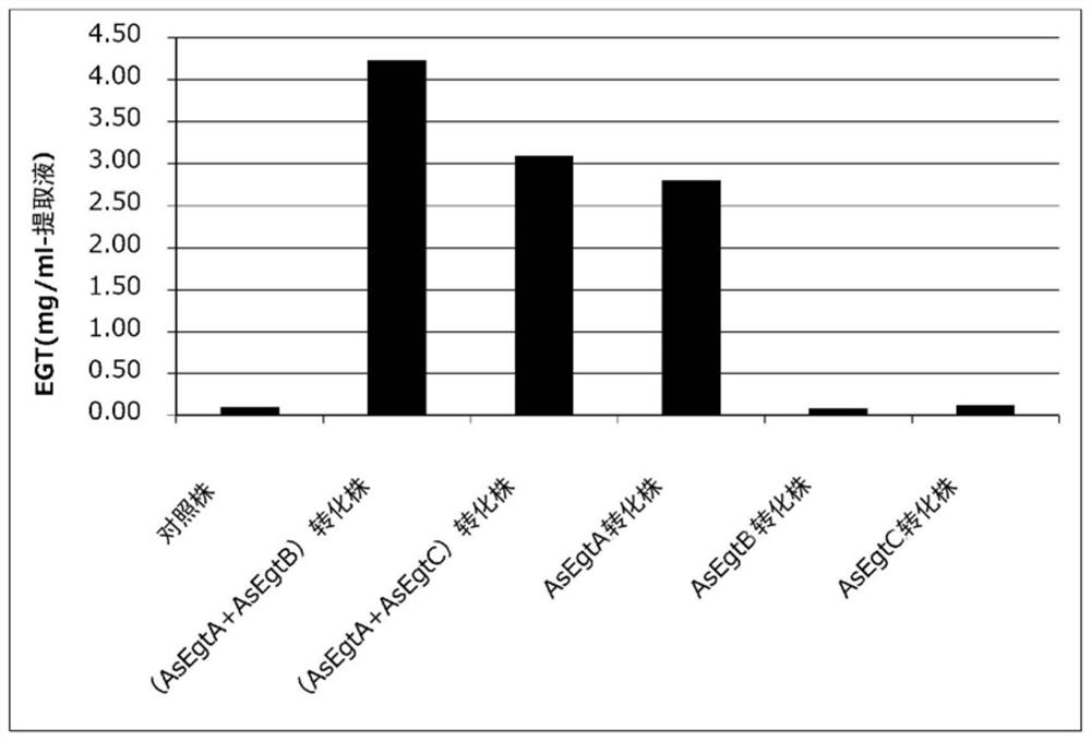 Transformed filamentous bacteria with enhanced ergothioneine production capacity and preparation method for ergothioneine