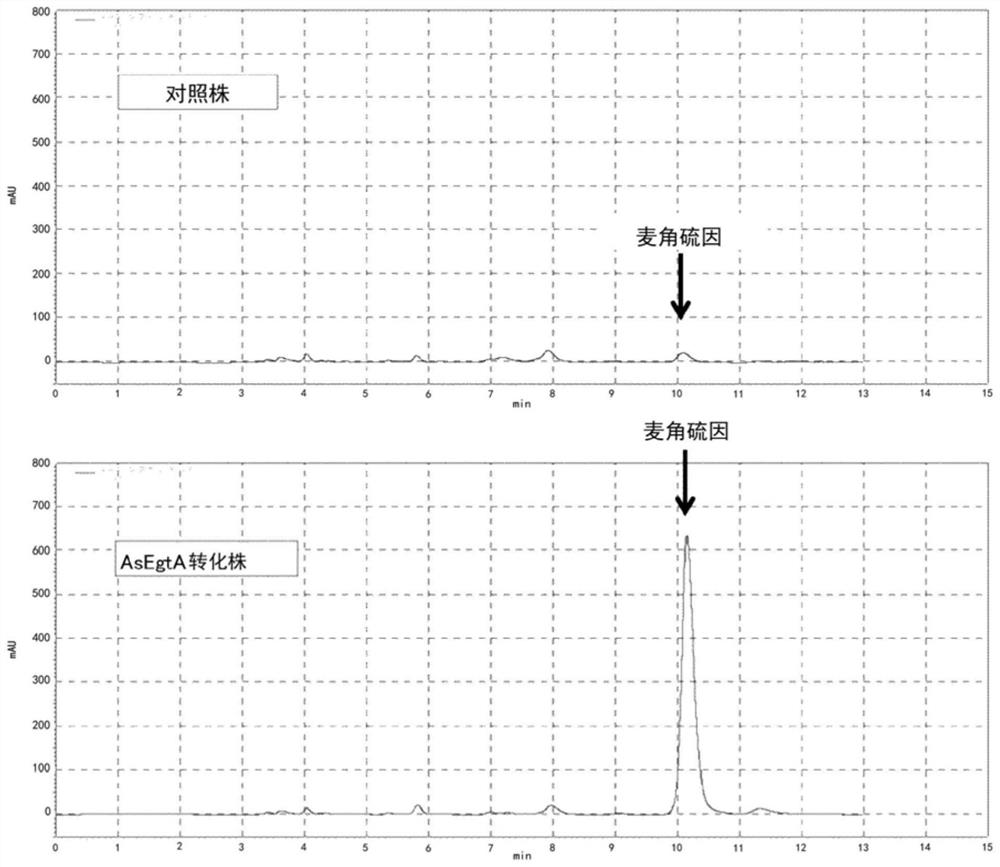 Transformed filamentous bacteria with enhanced ergothioneine production capacity and preparation method for ergothioneine