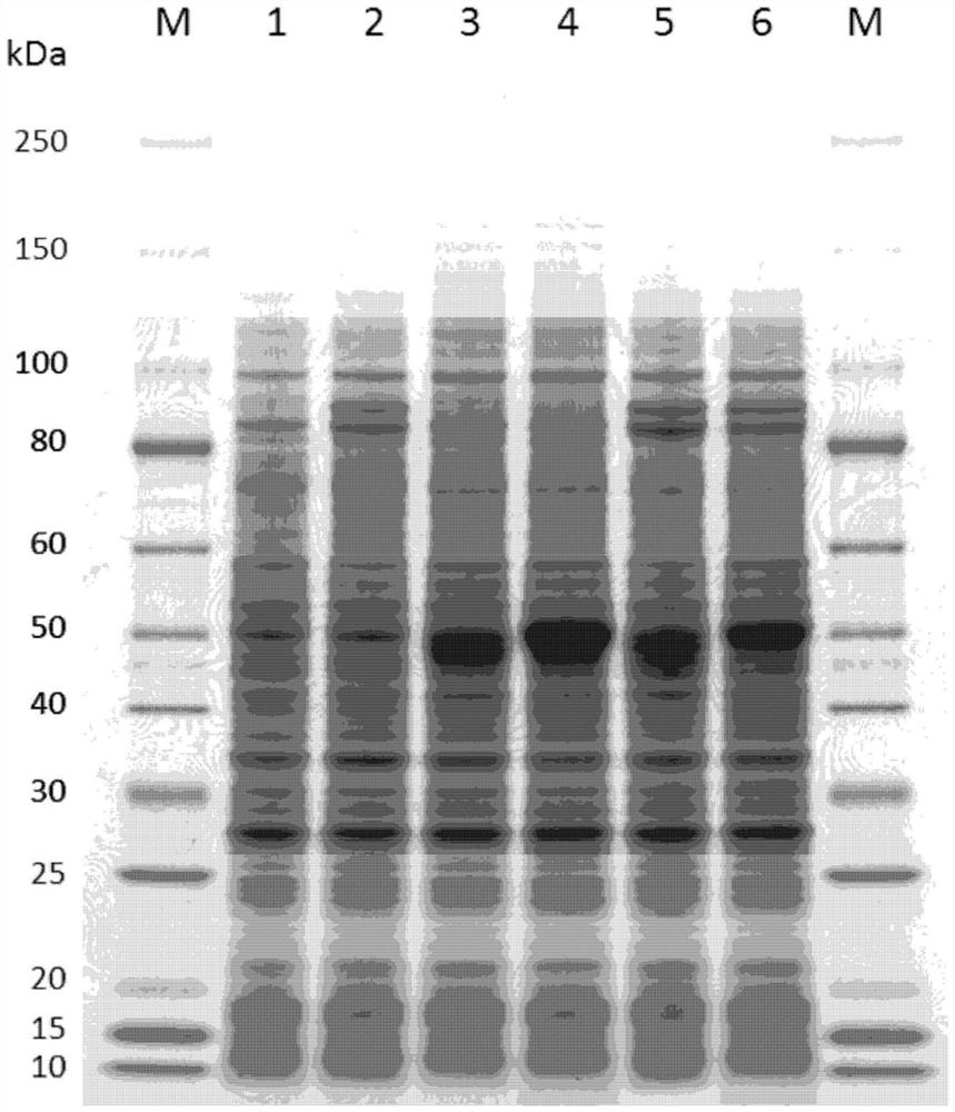 Transformed filamentous bacteria with enhanced ergothioneine production capacity and preparation method for ergothioneine