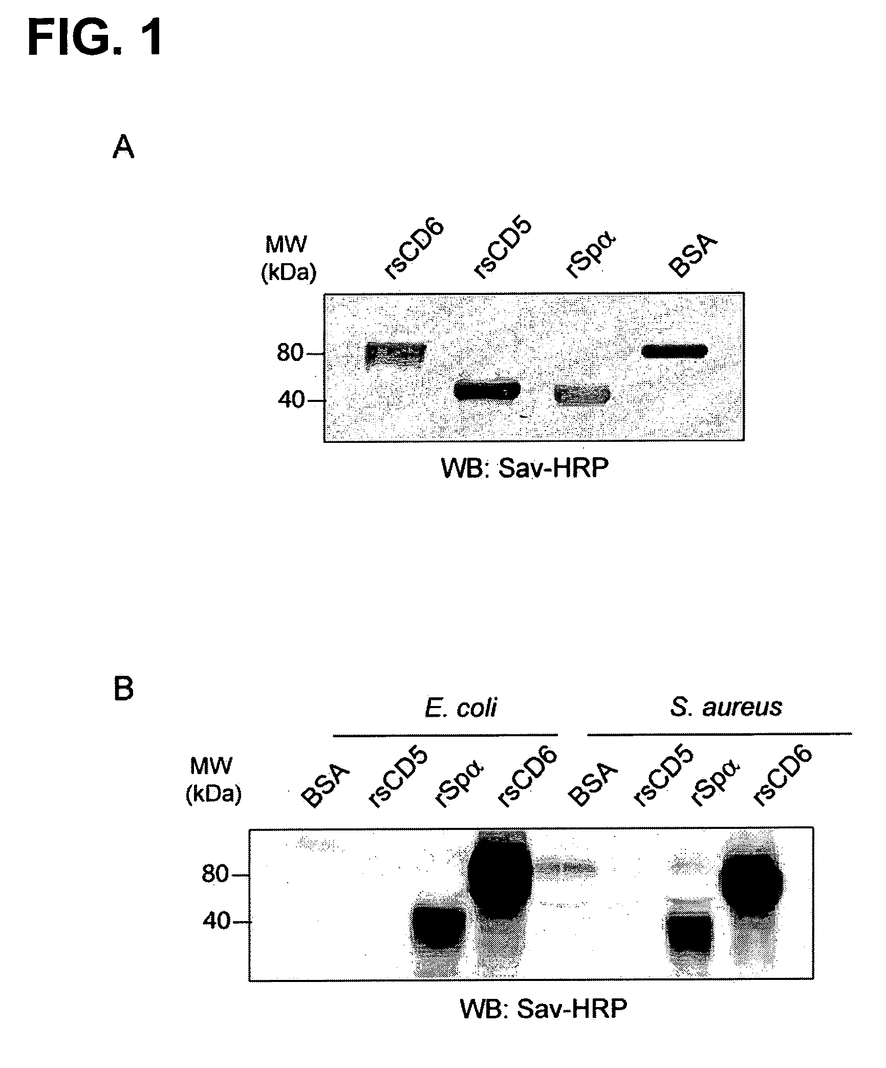 Protein Product for Treatment of Infectious Diseases and Related Inflammatory Processes