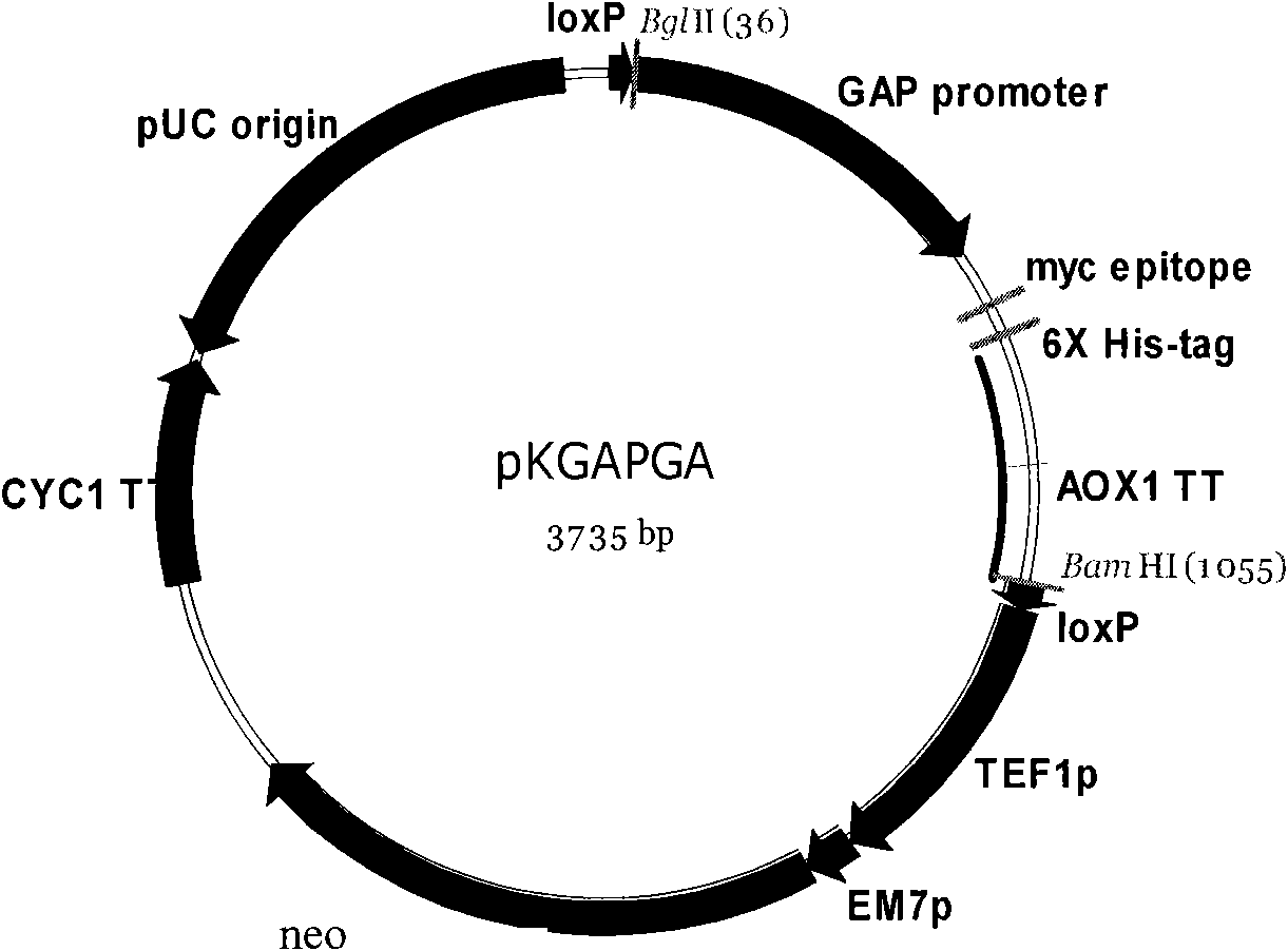 Recombinant yeast and preparation method thereof