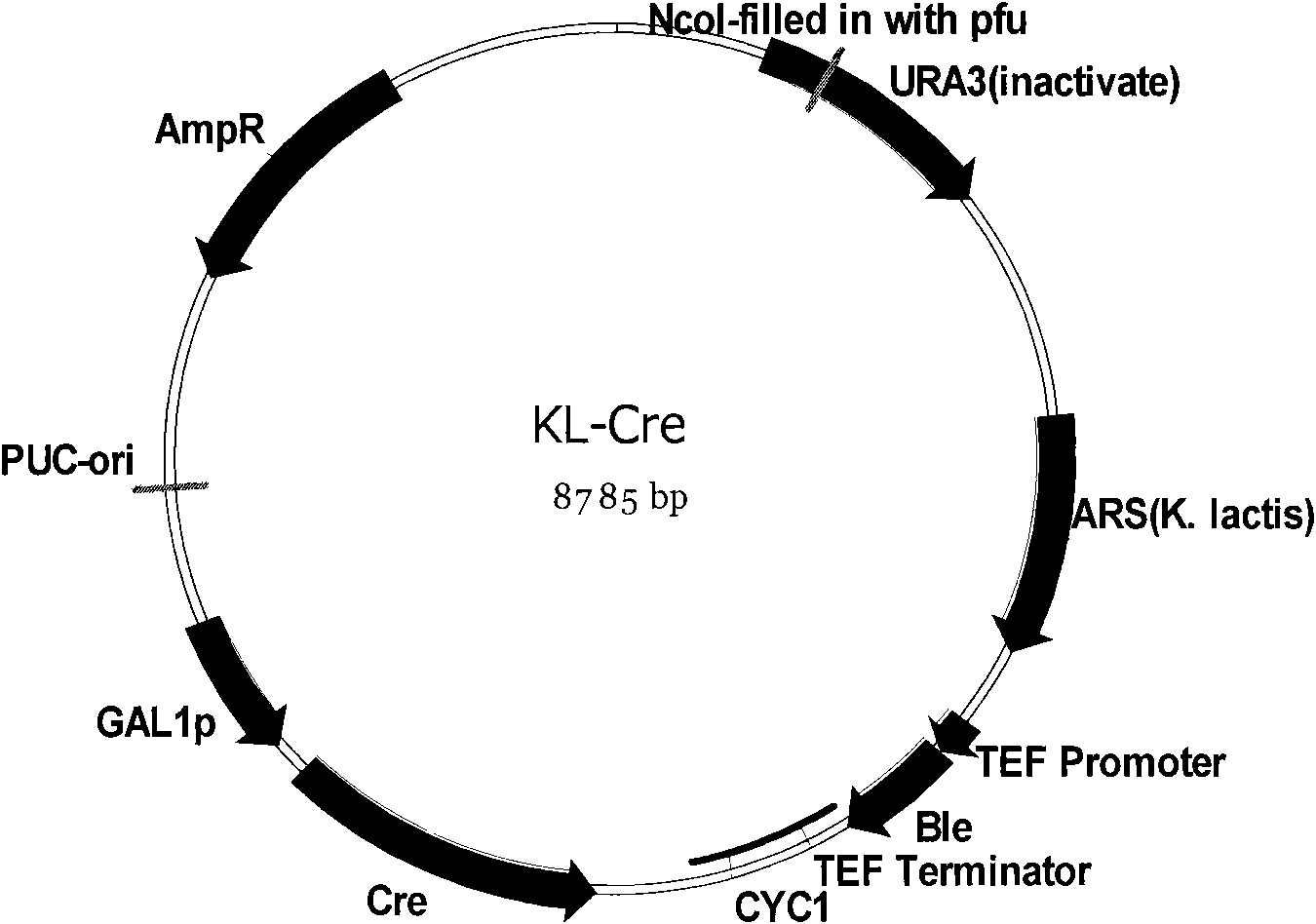 Recombinant yeast and preparation method thereof