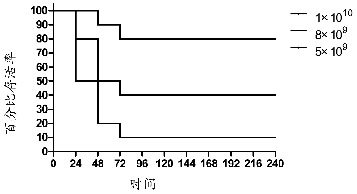 Building method of SA pneumonia model