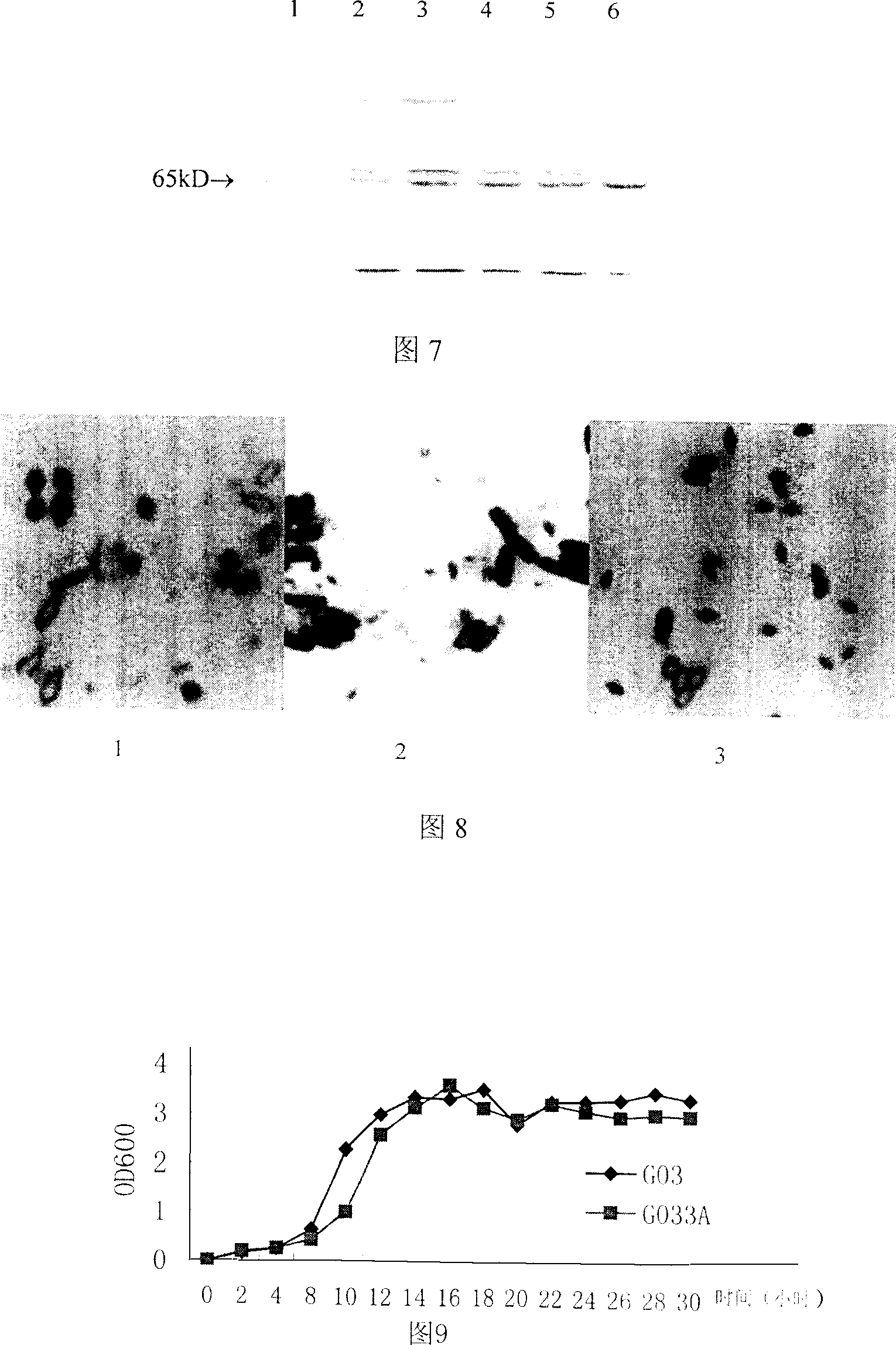 Baciallus thuringiensis engineering bacterium Go33A and preparing method thereof