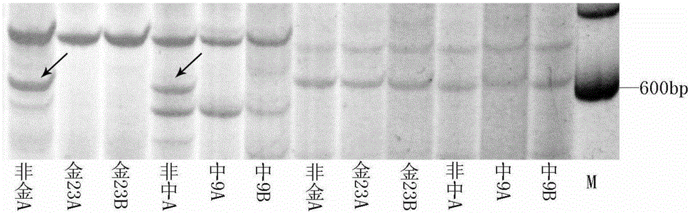 Breeding Method of Cytoplasmic Male Sterile Line of African Cultivated Rice