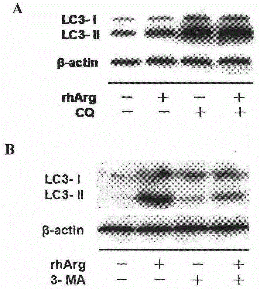 Synergistic drug compound for treating tumor and preparation method thereof