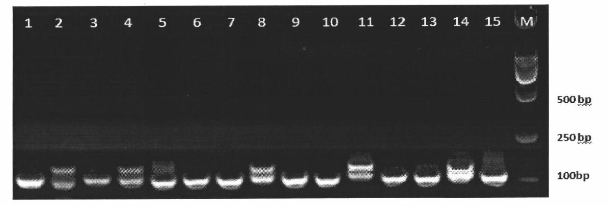 Estimating method of genetic similarity index of codominance molecular marker based on relative correlation coefficient