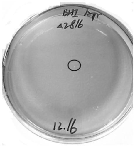 Preparation method of Nocardia competent cells and gene editing method of Nocardia