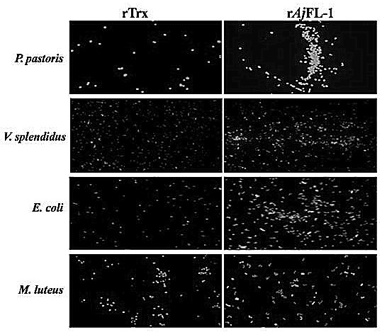 Apostichopus japonicus f-type lectin ajfl-1, preparation method and application